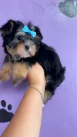 Julie, a female Morkie for sale in Cedar Hill, TX – 2 of 2