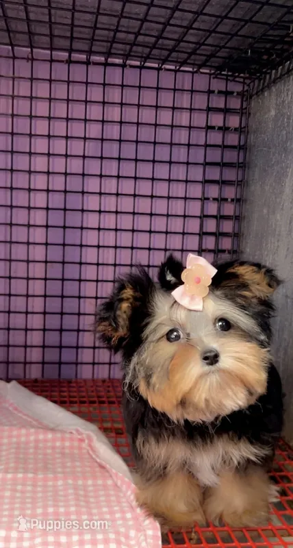 Julie – Morkie puppy for sale in Cedar Hill, TX