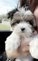 Toby, a male Morkie for sale in Cedar Hill, TX – Photo 4 of 4