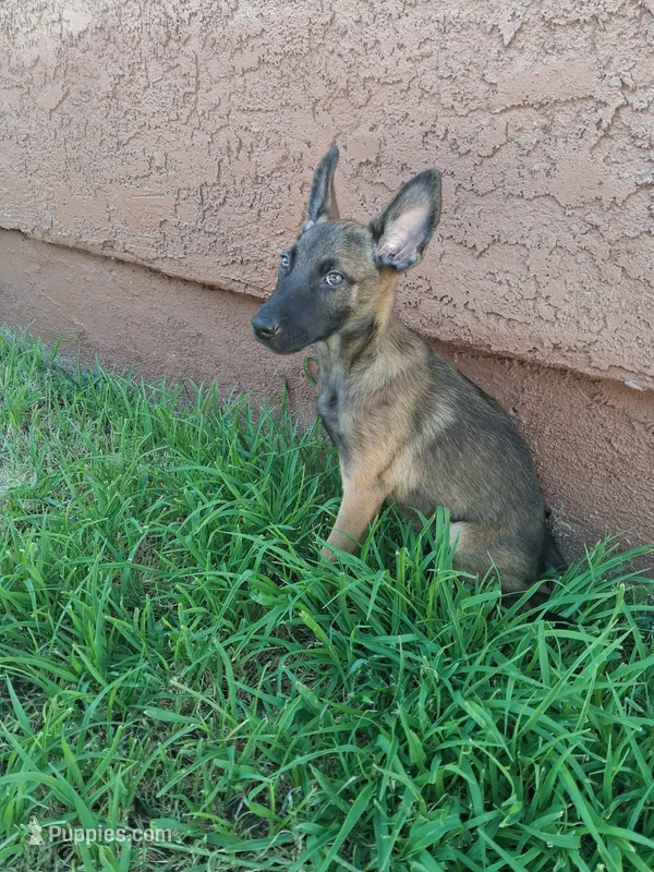 Sissy – Belgian Malinois puppy for sale in Phoenix, AZ