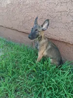 Sissy, a female Belgian Malinois for sale in Phoenix, AZ – 1 of 1