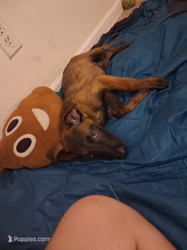 Hyena – Belgian Malinois puppy for sale in Phoenix, AZ