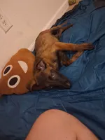 Hyena, a female Belgian Malinois for sale in Phoenix, AZ – 1 of 1