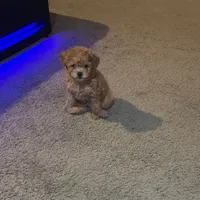 Peanut butter, a male Poodle - Toy  for sale in Chesterfield, MO – Photo 1 of 3