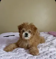 Peanut butter, a male Poodle - Toy  for sale in St. Louis, MO – Photo 2 of 4
