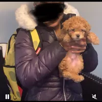 Peanut butter, a male Poodle - Toy  for sale in Chesterfield, MO – Photo 3 of 3