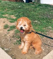 Peanut butter, a male Poodle - Toy  for sale in St. Louis, MO – Photo 1 of 4