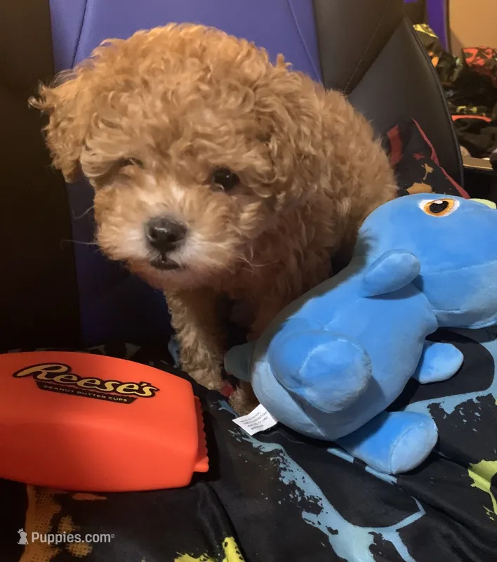 Peanut butter – Poodle - Toy  puppy for sale in Florissant, MO