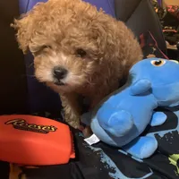 Peanut butter, a male Poodle - Toy  for sale in Chesterfield, MO – Photo 2 of 3