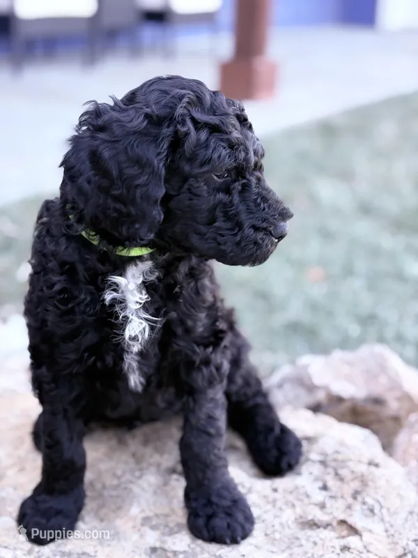 Greenie – Golden Mountain Doodle puppy for sale in Lawrence, KS