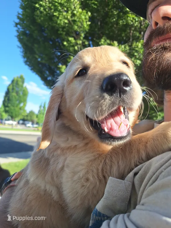 Green  – English Cream Golden Retriever puppy for sale in Eagle, ID