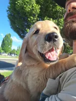 Green , a male English Cream Golden Retriever for sale in Eagle, ID – 1 of 2