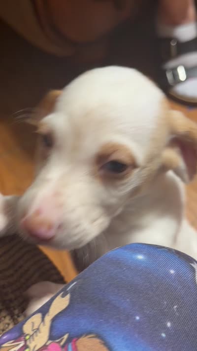 Sayge, a male English Setter and Labrador Retriever for sale in Peoria, IL – 9 of 9