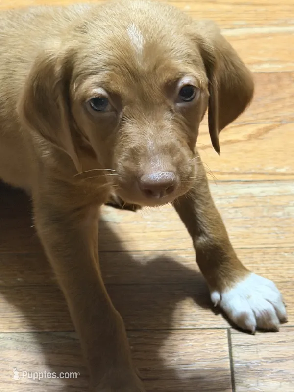 Judson  – English Setter, Labrador Retriever puppy for sale in Peoria, IL