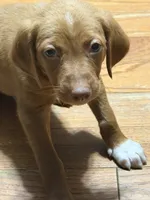 Judson , a male English Setter and Labrador Retriever for sale in Peoria, IL – 1 of 10