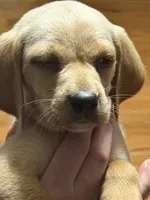 Owen , a male English Setter and Labrador Retriever for sale in Peoria, IL – 6 of 9