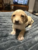 Vivian , a female English Setter and Labrador Retriever for sale in Peoria, IL – 2 of 7