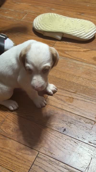 Sayge, a male English Setter and Labrador Retriever for sale in Peoria, IL – 8 of 9