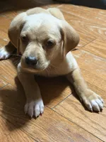 Owen , a male English Setter and Labrador Retriever for sale in Peoria, IL – 4 of 9