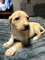 Vivian , a female English Setter and Labrador Retriever for sale in Peoria, IL – 3 of 7