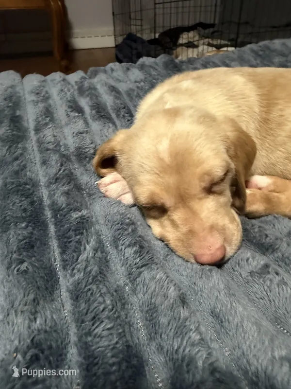 Joab  – English Setter, Labrador Retriever puppy for sale in Peoria, IL