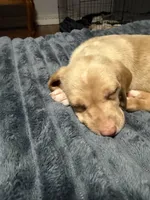 Joab , a male English Setter and Labrador Retriever for sale in Peoria, IL – 1 of 7