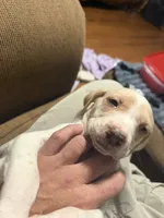 Oscar, a male English Setter and Labrador Retriever for sale in Peoria, IL – 4 of 8
