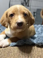 Lyla, a female English Setter and Labrador Retriever for sale in Peoria, IL – 8 of 10
