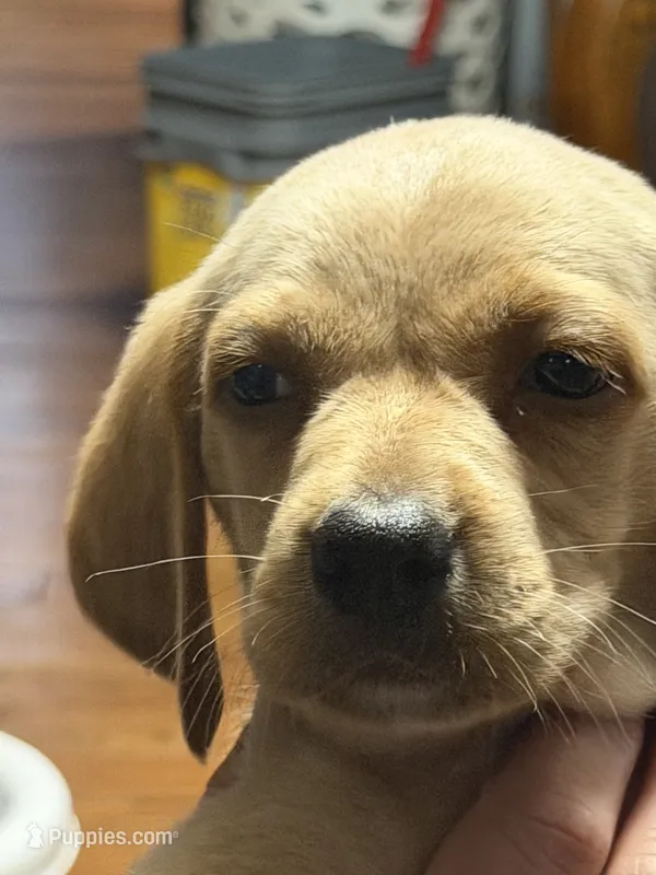 Owen  – English Setter, Labrador Retriever puppy for sale in Peoria, IL