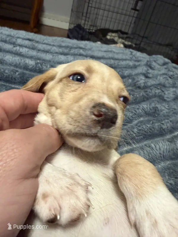 Vivian  – English Setter, Labrador Retriever puppy for sale in Peoria, IL