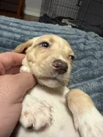 Vivian , a female English Setter and Labrador Retriever for sale in Peoria, IL – 1 of 7