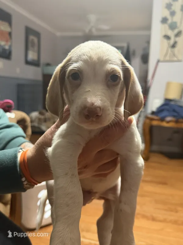 Sayge – English Setter, Labrador Retriever puppy for sale in Peoria, IL