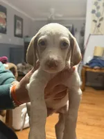 Sayge, a male English Setter and Labrador Retriever for sale in Peoria, IL – 1 of 9