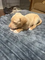 Butterfly , a female English Setter and Labrador Retriever for sale in Peoria, IL – 2 of 8