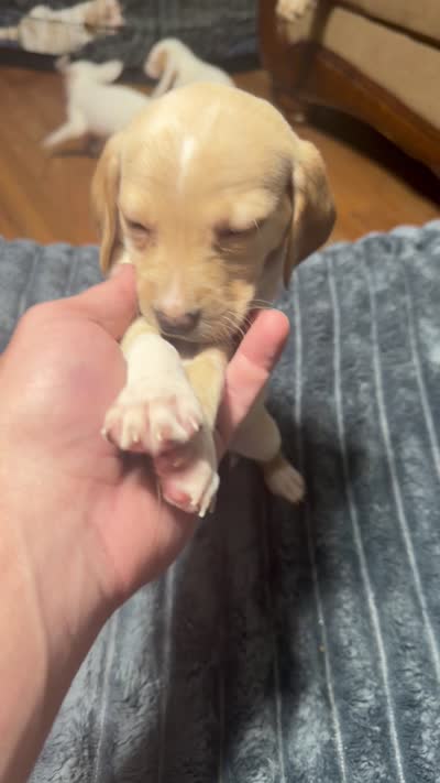 Vivian , a female English Setter and Labrador Retriever for sale in Peoria, IL – 7 of 7