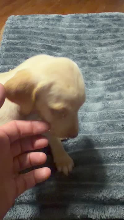 Hope , a female English Setter and Labrador Retriever for sale in Peoria, IL – 4 of 8
