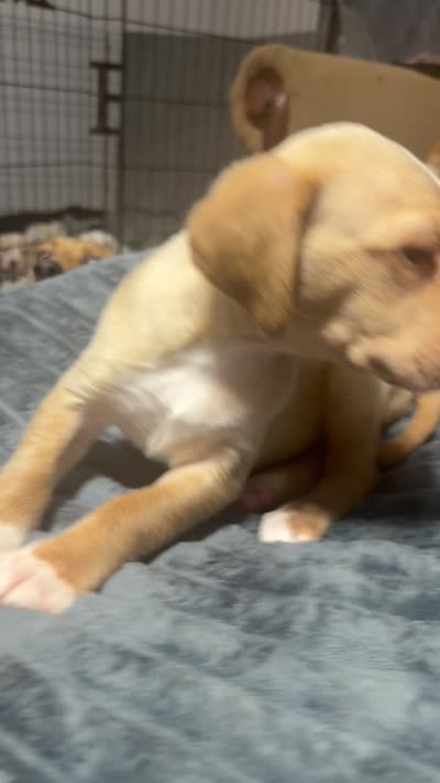 Joab , a male English Setter and Labrador Retriever for sale in Peoria, IL – 7 of 7