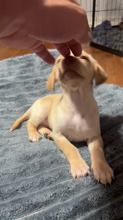 Hope , a female English Setter and Labrador Retriever for sale in Peoria, IL – 8 of 8