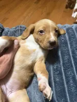 Lyla, a female English Setter and Labrador Retriever for sale in Peoria, IL – 7 of 10