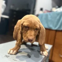Scooter, a female English Setter and Labrador Retriever for sale in Peoria, IL – Photo 5 of 9