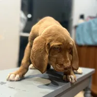Scooter, a female English Setter and Labrador Retriever for sale in Peoria, IL – Photo 6 of 9