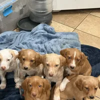 Scooter, a female English Setter and Labrador Retriever for sale in Peoria, IL – Photo 4 of 9