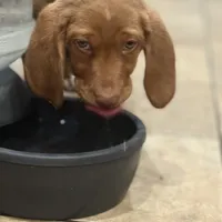 Scooter, a female English Setter and Labrador Retriever for sale in Peoria, IL – Photo 3 of 9