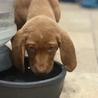 Scooter, a female English Setter and Labrador Retriever for sale in Peoria, IL – Photo 1 of 9