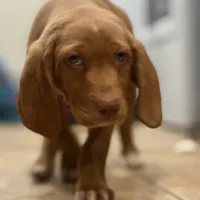 Scooter, a female English Setter and Labrador Retriever for sale in Peoria, IL – Photo 7 of 9