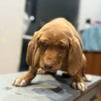 Scooter, a female English Setter and Labrador Retriever for sale in Peoria, IL – Photo 2 of 9