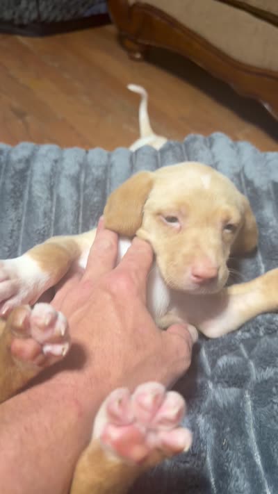 Butterfly , a female English Setter and Labrador Retriever for sale in Peoria, IL – 8 of 8