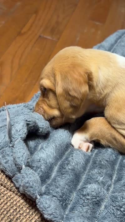 Lyla, a female English Setter and Labrador Retriever for sale in Peoria, IL – 9 of 10