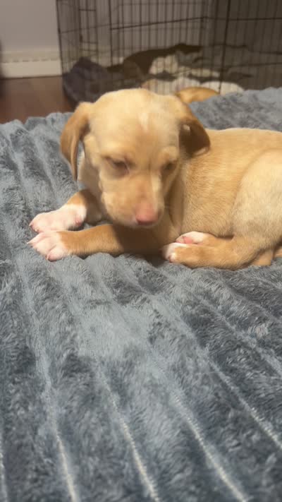 Joab , a male English Setter and Labrador Retriever for sale in Peoria, IL – 6 of 7