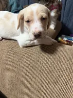 Oscar, a male English Setter and Labrador Retriever for sale in Peoria, IL – 6 of 8